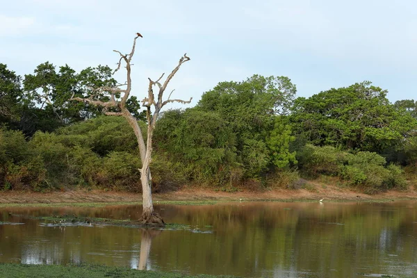 斯里兰卡亚拉国家公园的自然与荒野 — 图库照片