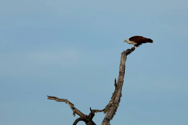 White Bellied Eagle Yala National Park Sri Lanka — Stockfoto