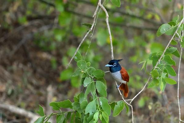 스리랑카에서 아시아 파라다이스 Flycatchers — 스톡 사진