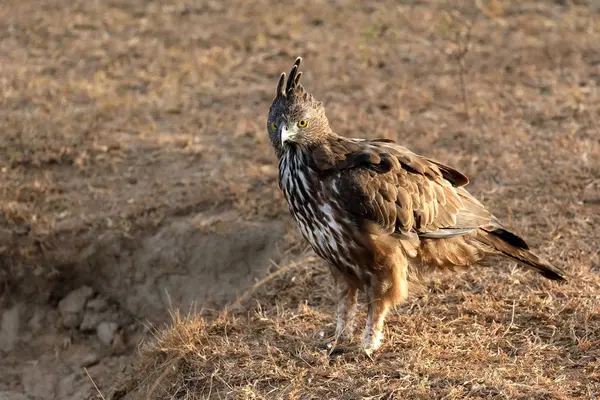 Aquila Cappuccio Nel Parco Nazionale Dello Yala Sri Lanka — Foto Stock