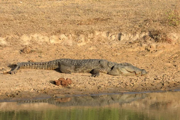 Crocodiles Dans Parc National Yala Sri Lanka — Photo
