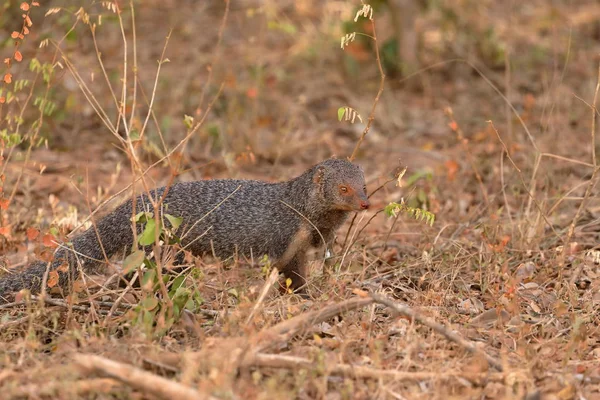 Mongoose Indiano Parque Nacional Yala Sri Lanka — Fotografia de Stock