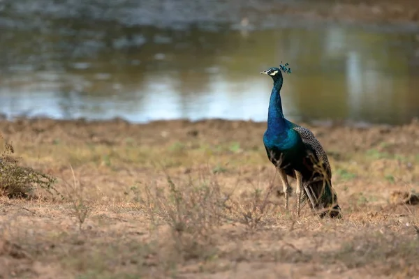 Blå Påfågel Nationalparken Yala Sri Lanka — Stockfoto