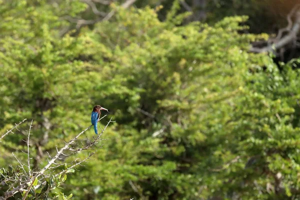 Kingfisher Parque Nacional Yala Sri Lanka — Fotografia de Stock