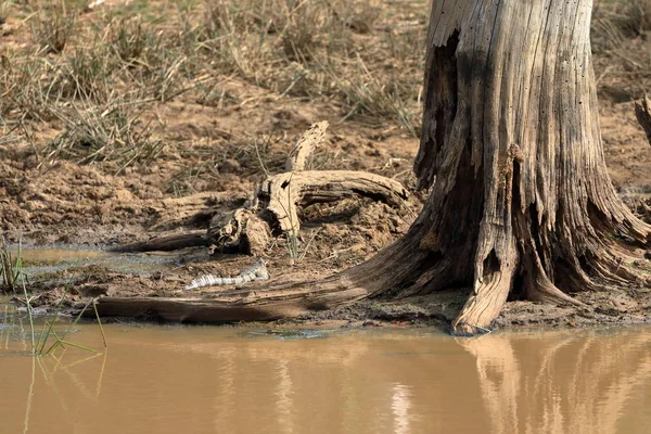 Крокодили Національному Парку Яла Шрі Ланці — стокове фото