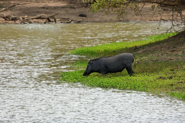 Jabalí Salvaje Parque Nacional Yala Sri Lanka —  Fotos de Stock