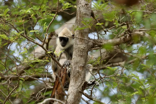 Hanuman Langur Meridionale Nel Parco Nazionale Yala Nello Sri Lanka — Foto Stock