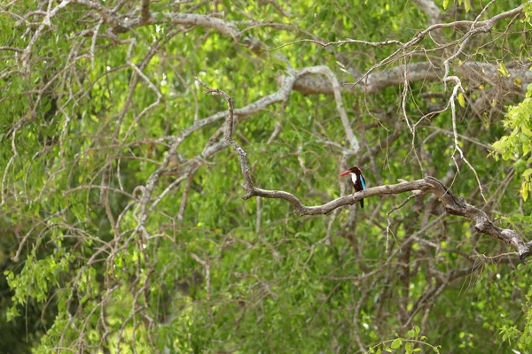 Kingfisher Sri Lanka Yala Milli Parkı — Stok fotoğraf
