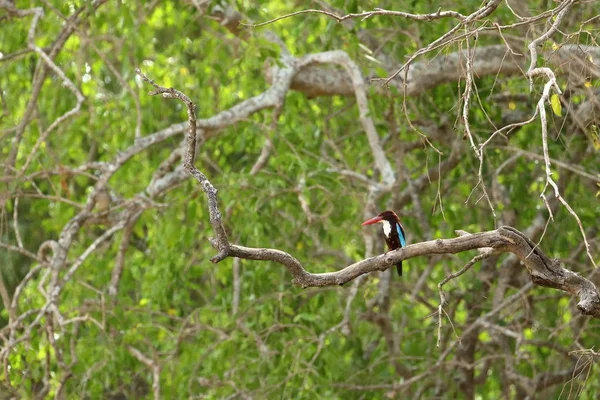 Kingfisher Yala National Park Sri Lanka — Stock Photo, Image