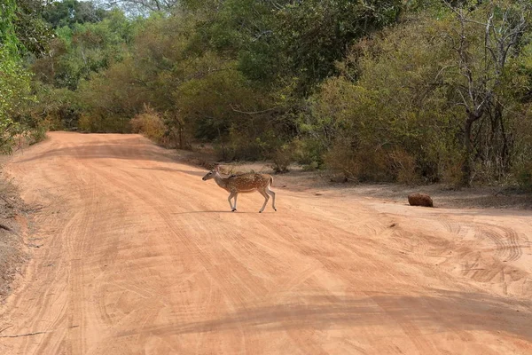 Cervo Dell Asse Nel Parco Nazionale Yala Sri Lanka — Foto Stock