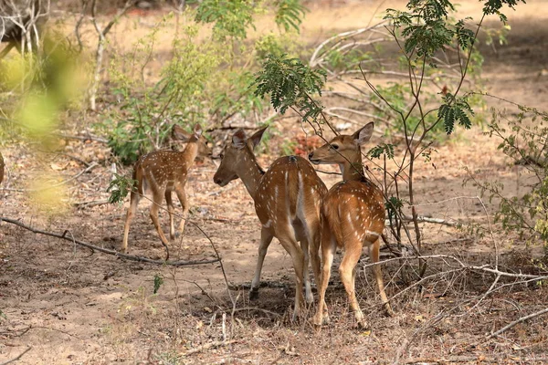 Cervo Dell Asse Nel Parco Nazionale Yala Sri Lanka — Foto Stock