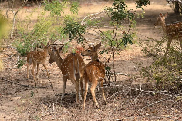 Herten Yala National Park Sri Lanka — Stockfoto