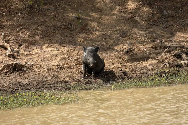 斯里兰卡亚拉国家公园的野猪 — 图库照片