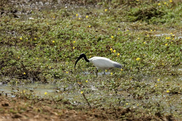 Ибисес Сихлерс Национальном Парке Яла Шри Ланке — стоковое фото