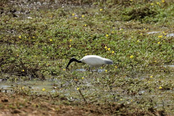 Ibises Sichlers Dans Parc National Yala Sri Lanka — Photo