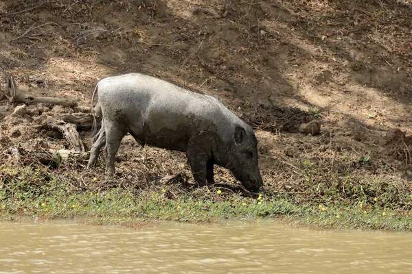 Javali Parque Nacional Yala Sri Lanka — Fotografia de Stock