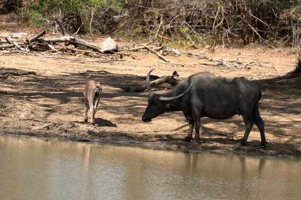 水牛スリランカのヤラ国立公園に — ストック写真