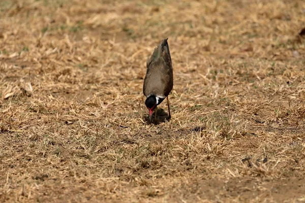 Plover Rood Vrije Regelval Gebruikt Kievit Yala National Park Sri — Stockfoto