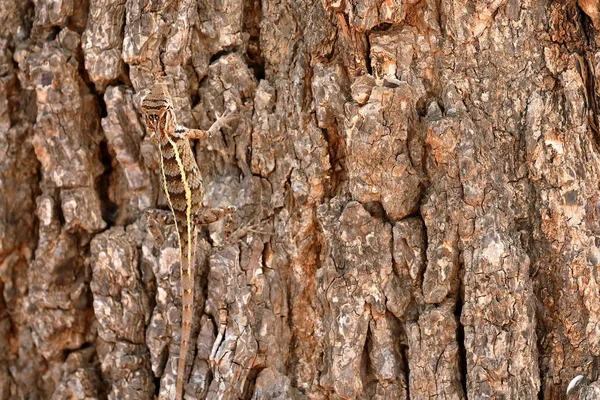 Sürüngenler Sri Lanka Yala Milli Parkı — Stok fotoğraf