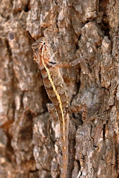 Reptiles Yala National Park Sri Lanka — Stock Photo, Image