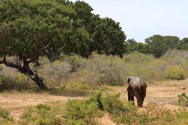 Éléphants Sauvages Dans Parc National Yala Sri Lanka — Photo