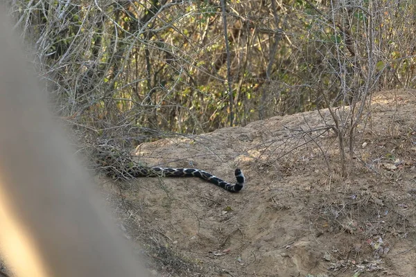 Leoparder Nationalparken Yala Sri Lanka — Stockfoto