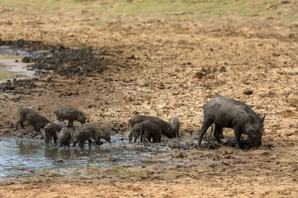 斯里兰卡亚拉国家公园的野猪 — 图库照片