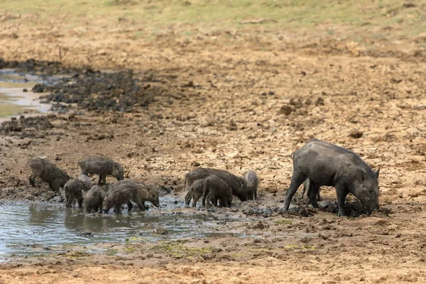 Vildsvin Nationalparken Yala Sri Lanka — Stockfoto