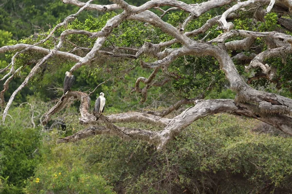 Fehérhasú Sas Yala Nemzeti Park Srí Lanka — Stock Fotó