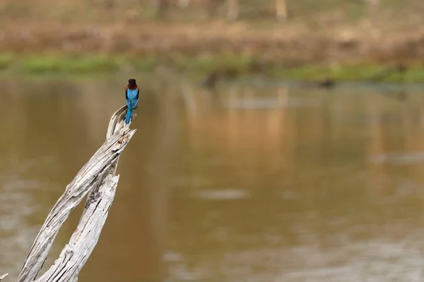 Brown Leest Kingfisher Sri Lanka — Stockfoto