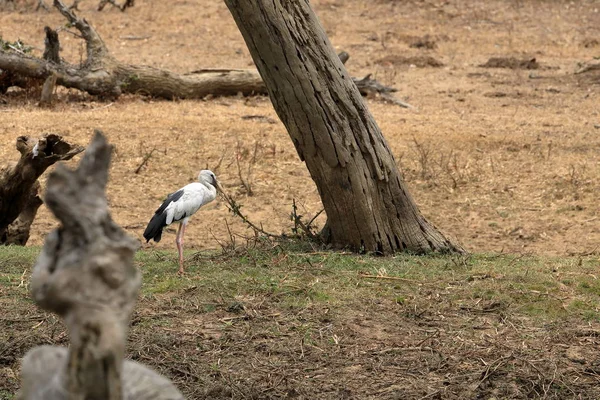 Stork Yala National Park Sri Lanka - Stock-foto