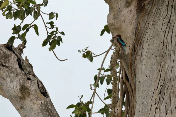 Braun Liest Eisvogel Sri Lanka — Stockfoto