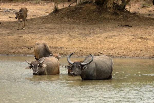 Bufalo Acquatico Nel Parco Nazionale Yala Nello Sri Lanka — Foto Stock