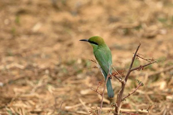 Bienenfresser Vogel Oder Smaragdstachel Sri Lanka — Stockfoto