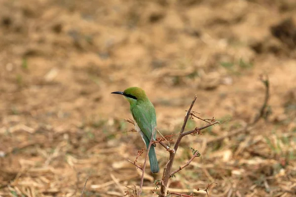 Bijeneter Vogel Emerald Spint Sri Lanka — Stockfoto
