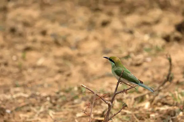 Pássaro Comedor Abelhas Espinho Esmeralda Sri Lanka — Fotografia de Stock