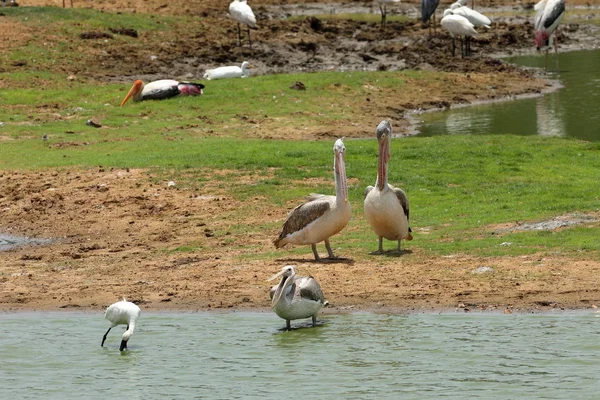在斯里兰卡亚拉国家公园的灰鹈鹕 — 图库照片