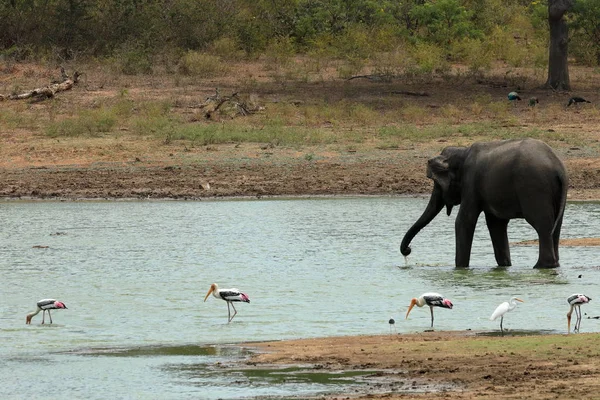 Дикие Слоны Национальном Парке Яла Шри Ланки — стоковое фото