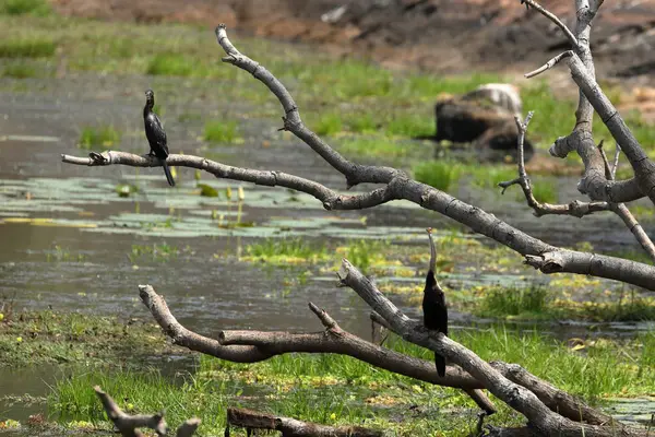 Karabatak Sri Lanka Yala Milli Parkı — Stok fotoğraf