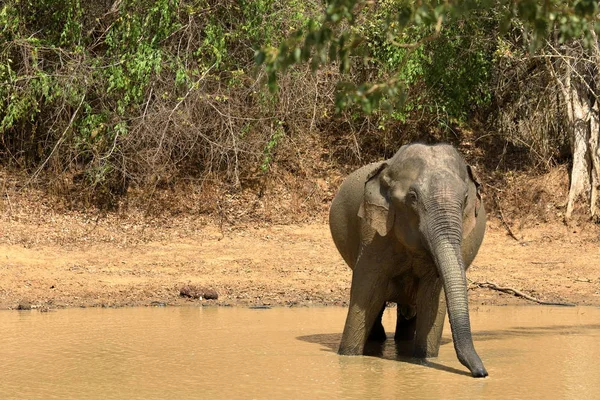 stock image Wild elephants in the Yala National Park of Sri Lanka