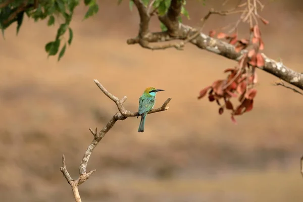 Bijeneter Vogel Emerald Spint Sri Lanka — Stockfoto