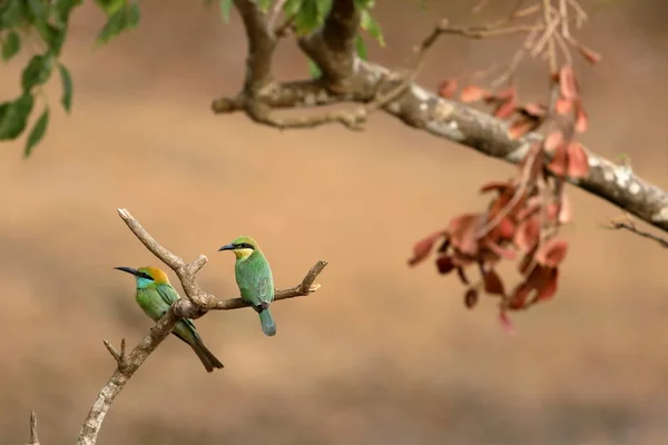 Abeja Devoradora Aves Esmeralda Sri Lanka — Foto de Stock