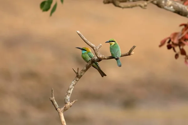 Abeja Devoradora Aves Esmeralda Sri Lanka — Foto de Stock