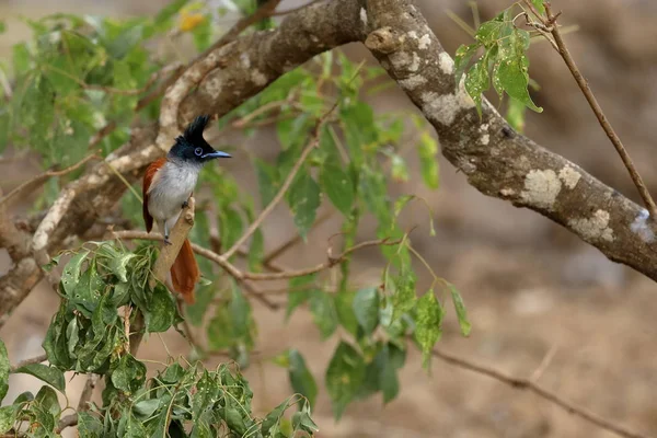 스리랑카에서 아시아 파라다이스 Flycatchers — 스톡 사진