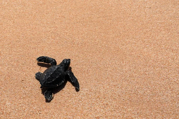 Schildkrötenbaby Den Stränden Von Sri Lanka — Stockfoto