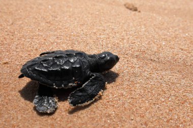 Baby turtle sea turtles on the beaches of Sri Lanka clipart