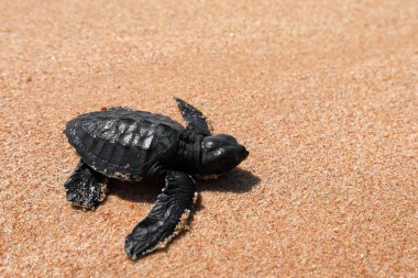 Baby turtle sea turtles on the beaches of Sri Lanka clipart