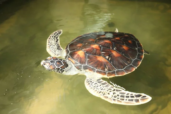 Zeeschildpadden Indische Oceaan — Stockfoto