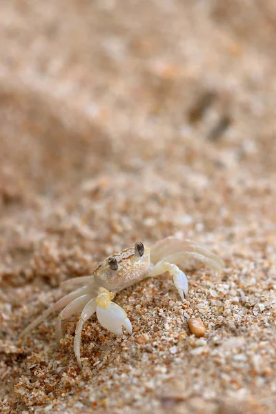 Cangrejos Fantasmas Playa Koggala Sri Lanka — Foto de Stock