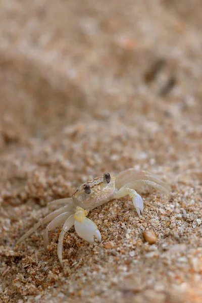 Ghost Crabs Beach Koggala Sri Lanka — Stock Photo, Image